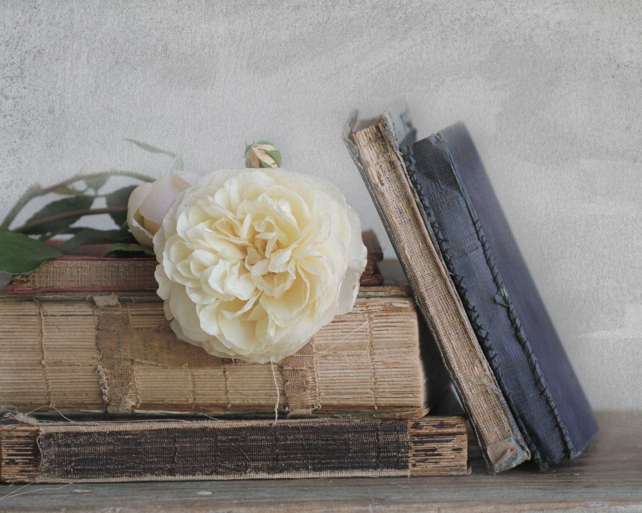 старые, роза, белая, книги