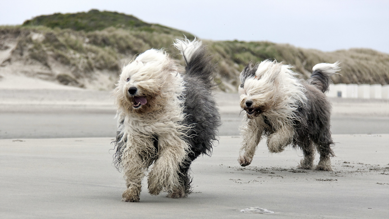 пляж, собаки, бег