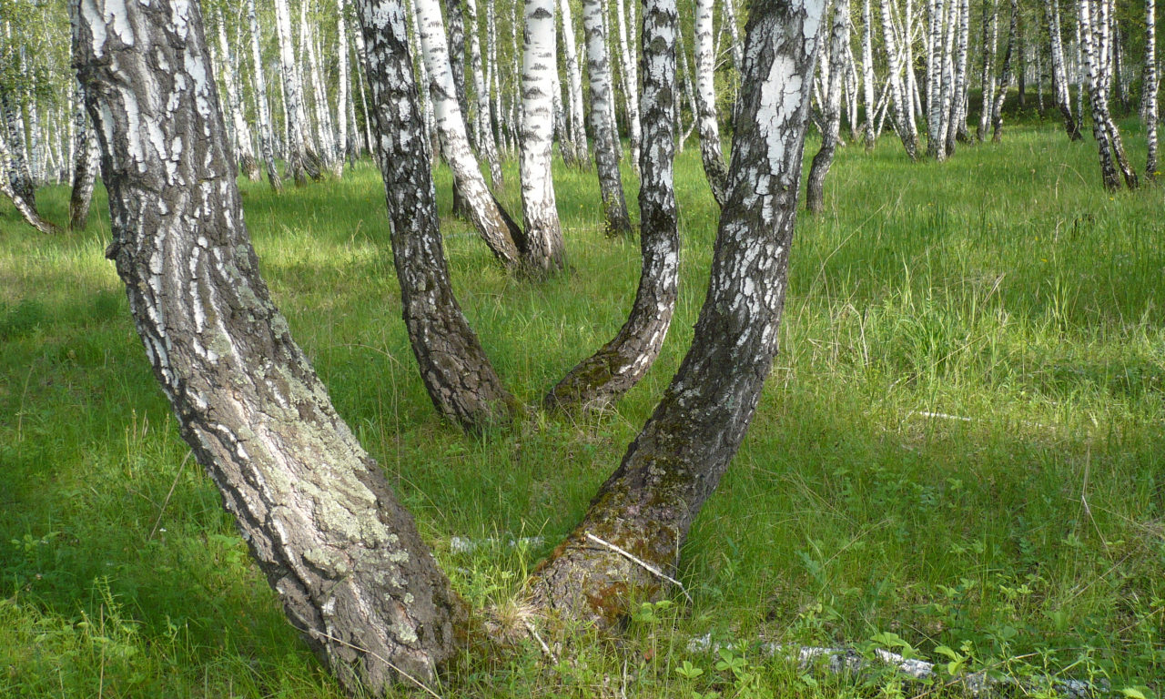 лето, березы, вид, сибирь