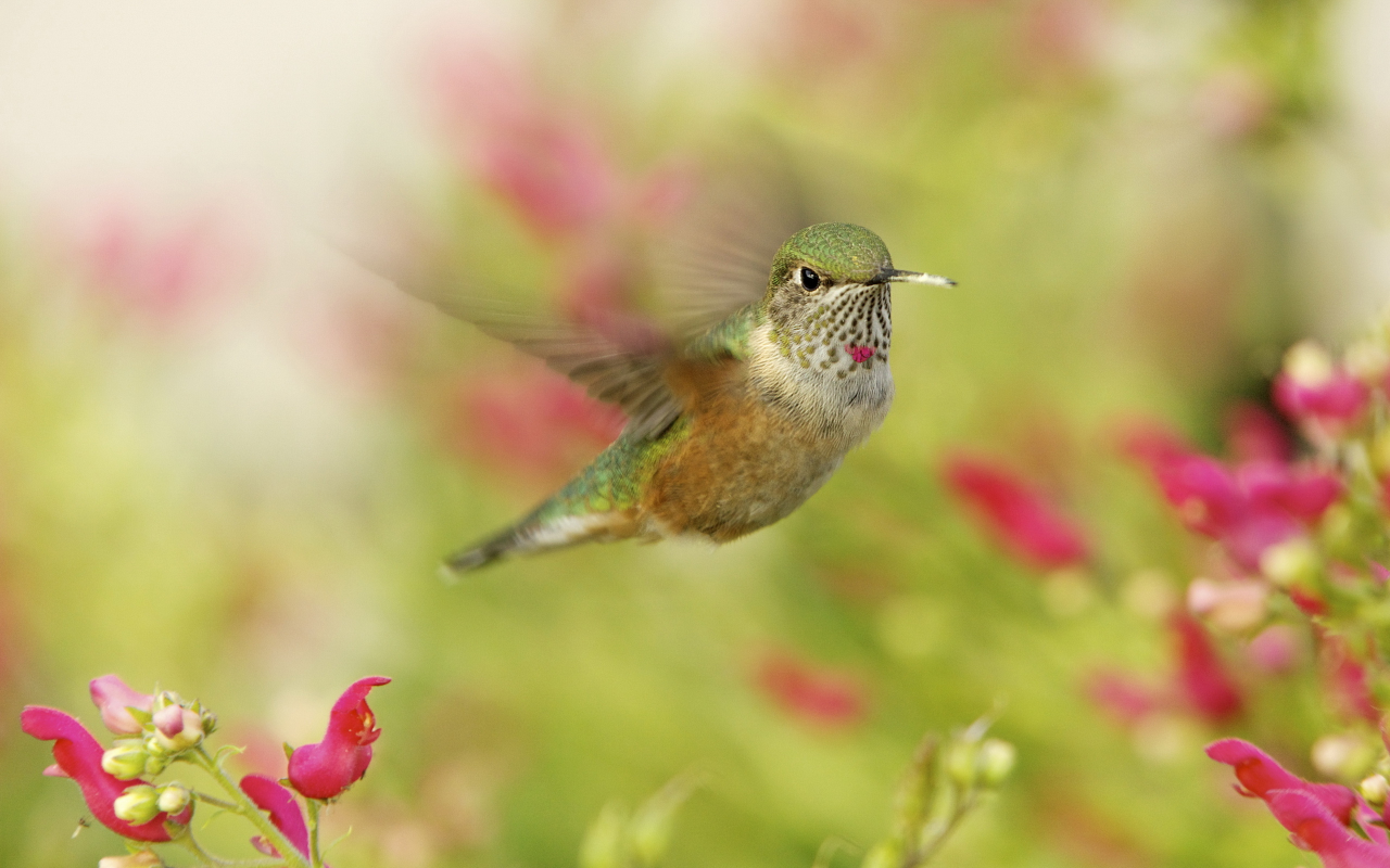 макро, hummingbird, колибри, птичка, в полете