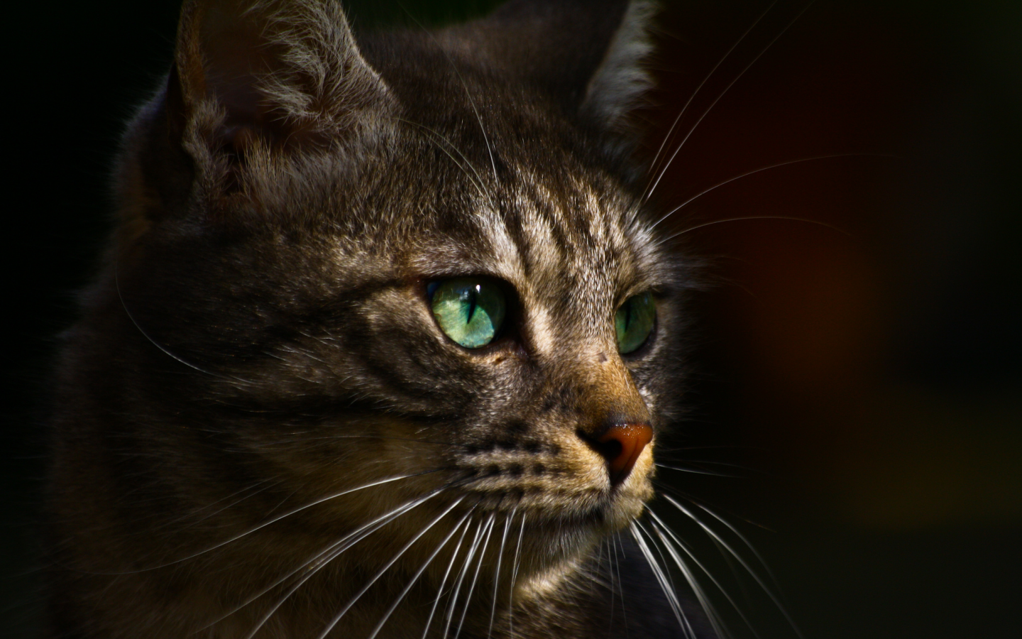 профиль, кот, зеленые, серый, глаза