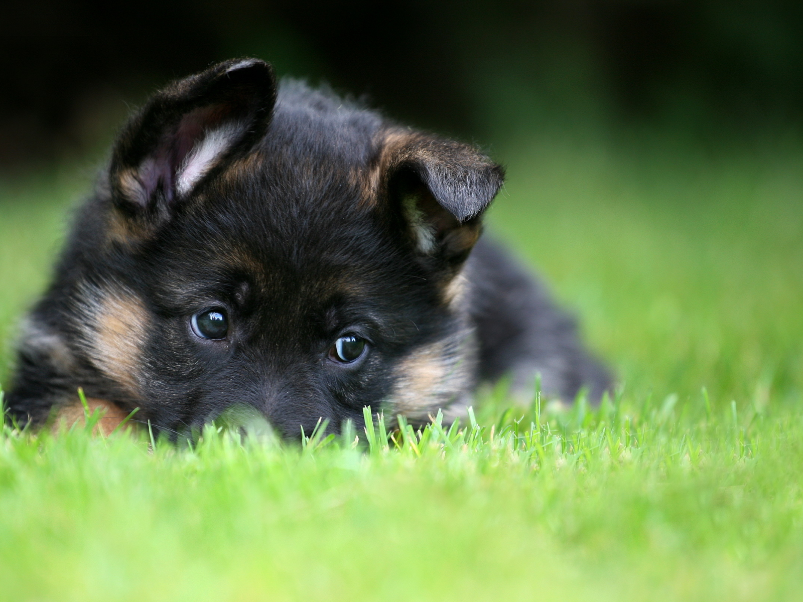 pet, puppy, german shepherd