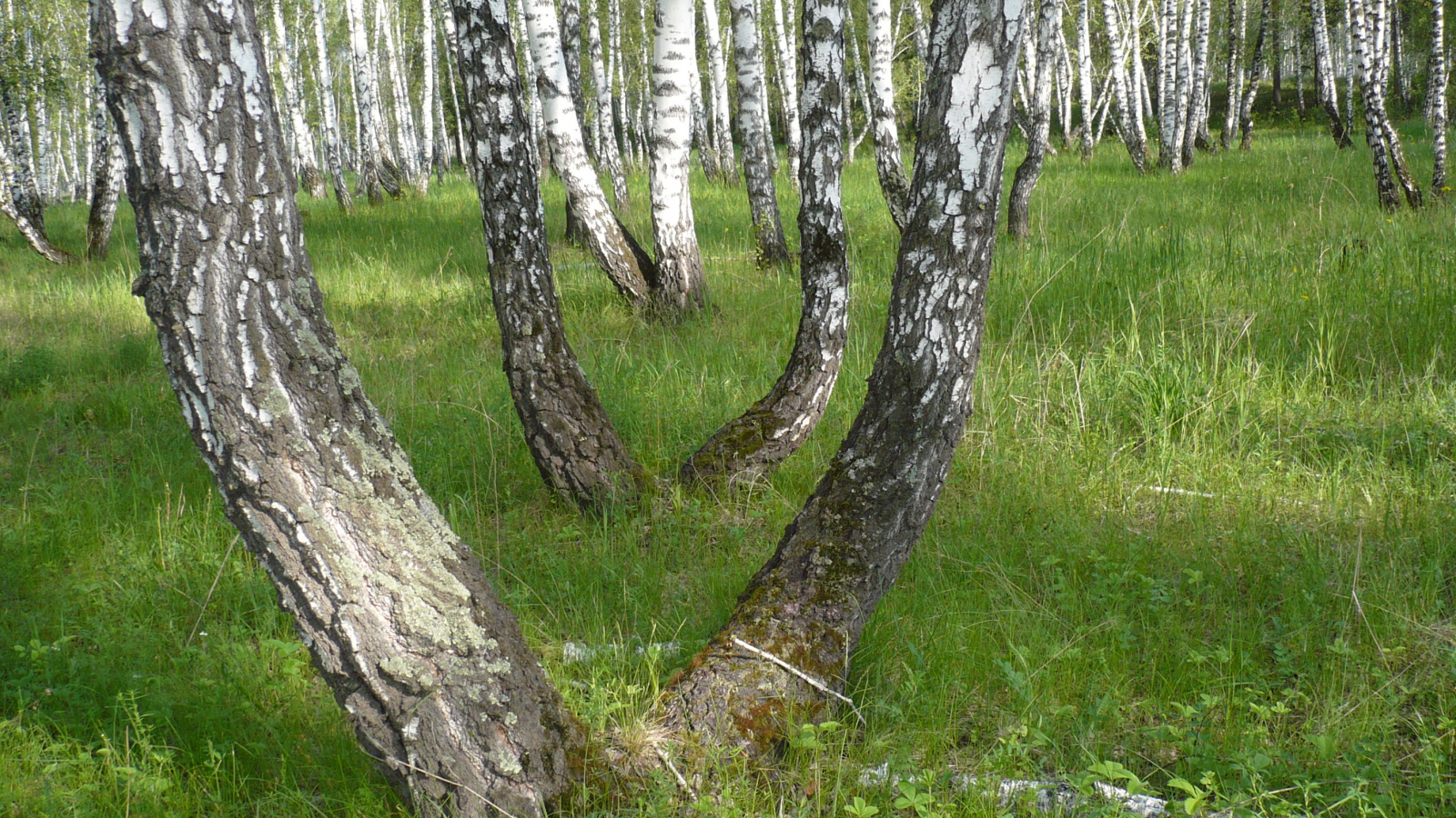 лето, березы, вид, сибирь