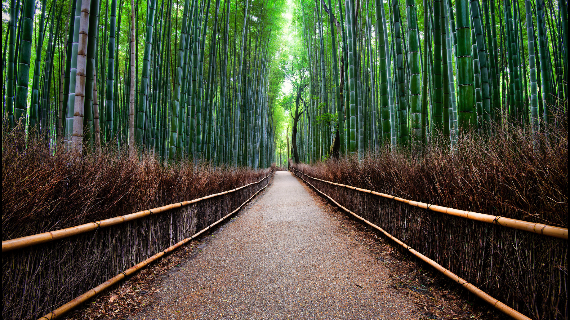 бамбуковый, ограда, лес, дорога