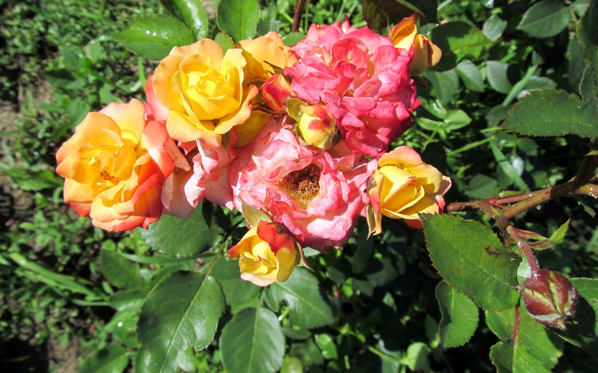 карликовые розы, мой сад