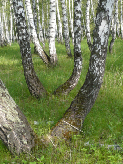 лето, березы, вид, сибирь