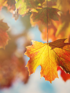 осень, лист, листья, оранжевые, дерево, ветки, клен