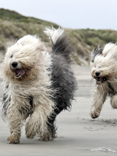 пляж, собаки, бег