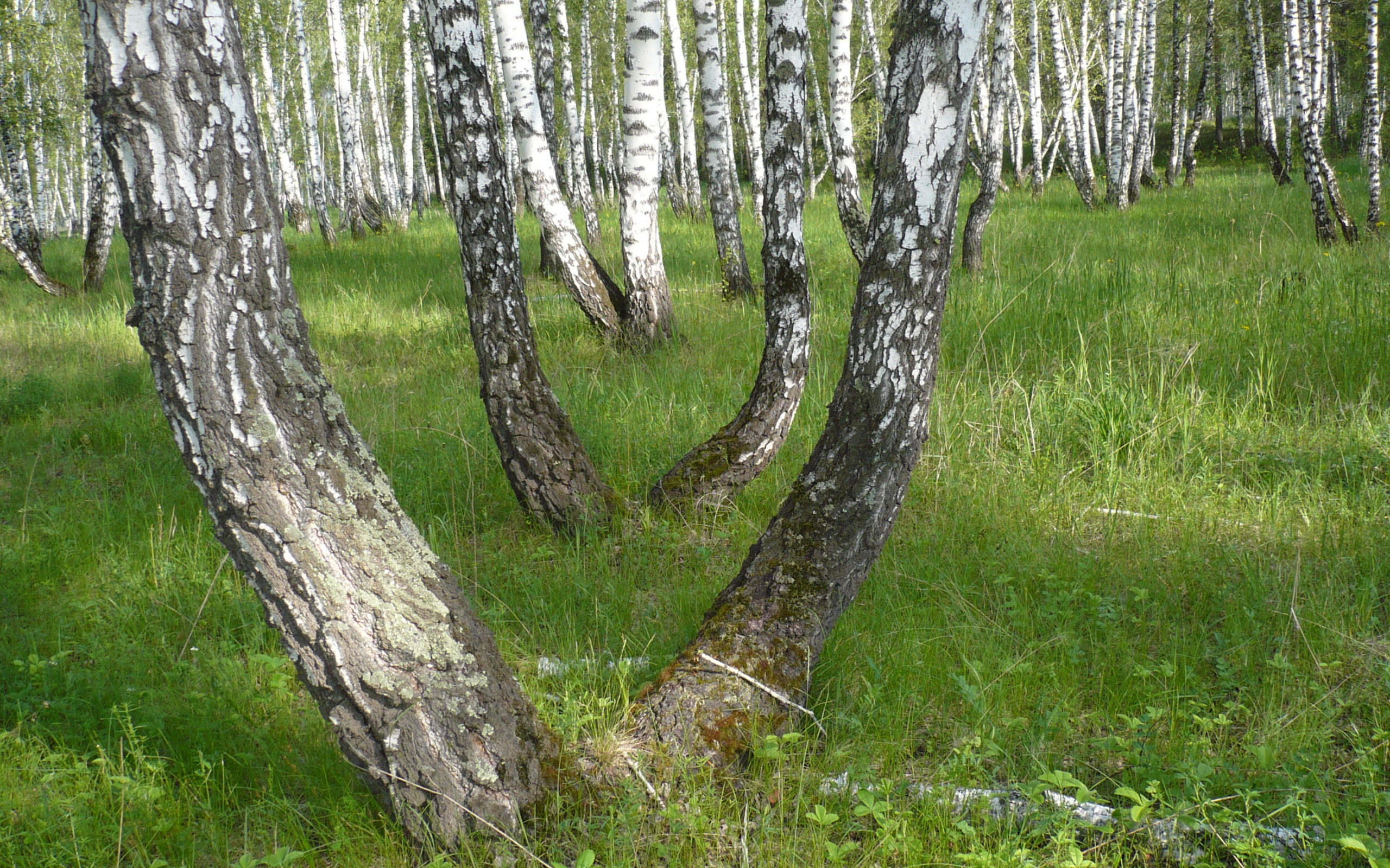 лето, березы, вид, сибирь