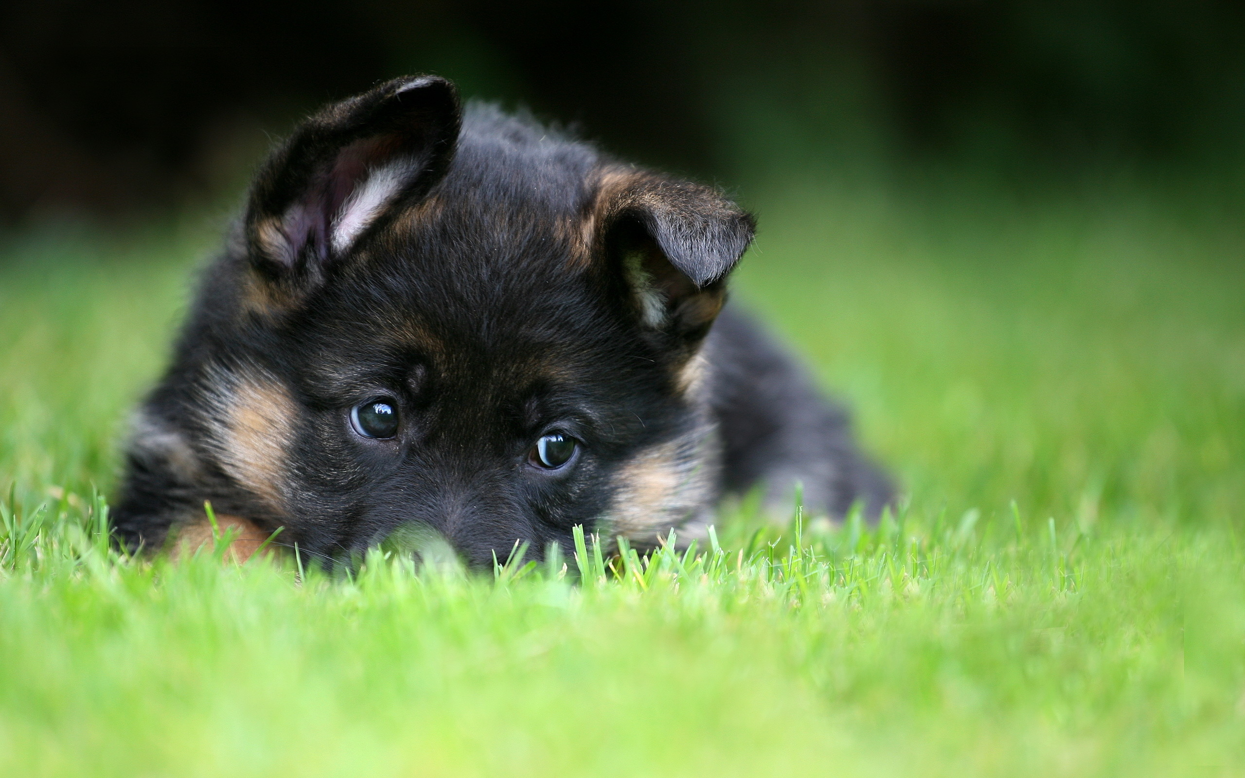 pet, puppy, german shepherd