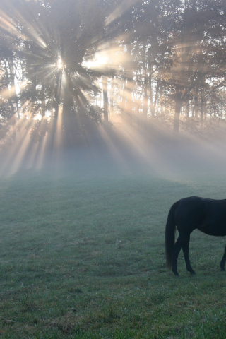 утро, поле, light, конь, horse