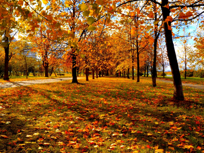 городской парк, красно-жёлтые листья, деревья, осень