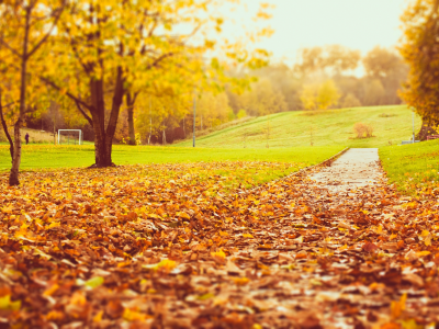 желтые, листья, осень, деревья, природа, парк