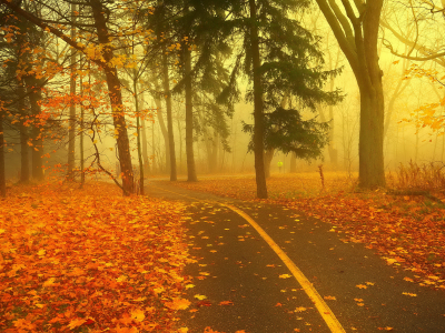 лес, дорога, туман, осень