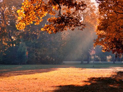 деревья, осень, листва, тень, свет, парк