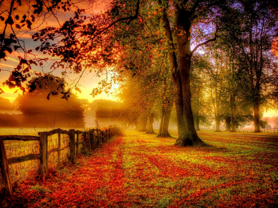 autumn, leaves, nature, park, colors, листья, fall, path, walk, road, colorful, trees