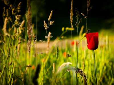 nature, red, flower, spring