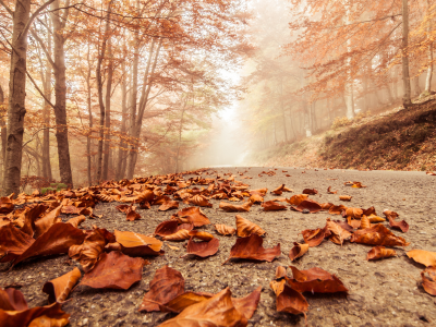 macro, deciduous leaves, trees, autumn, landscape, beech , forest, foggy road , nature, misty 