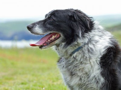 фон, собака, border collie