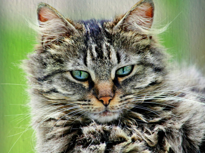 кошка, пушистый, портрет, серый, кот, полосатый