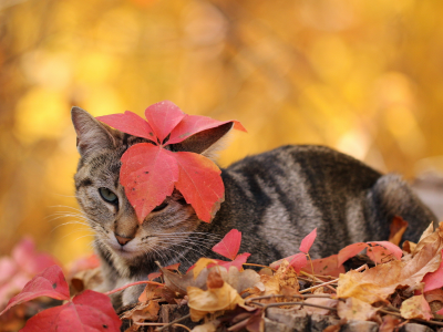 листья, кошка, осень