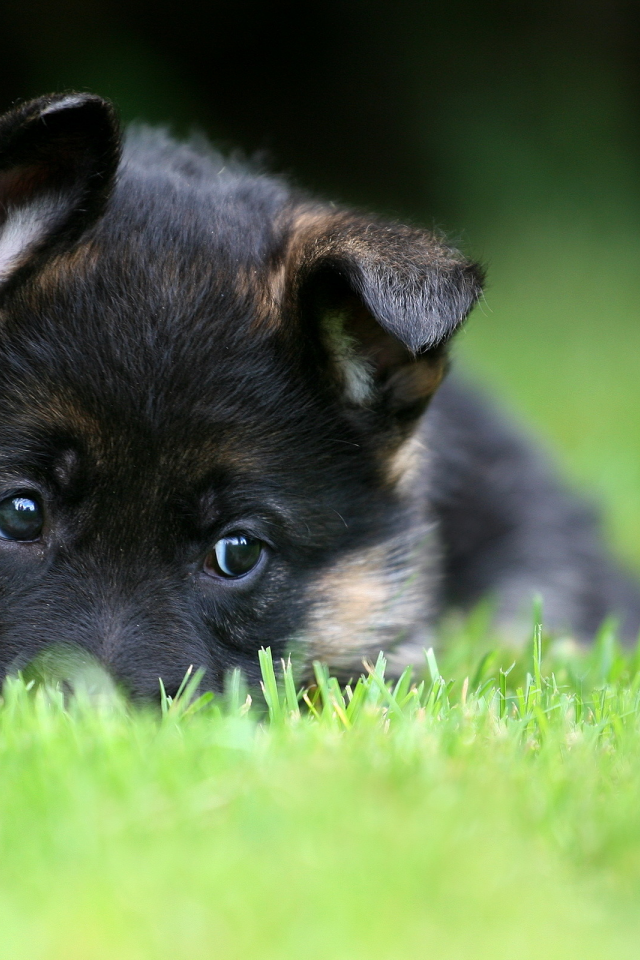 pet, puppy, german shepherd