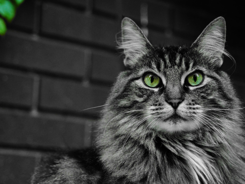кот, пушистый, кошка, морда, зеленые, глаза, усы