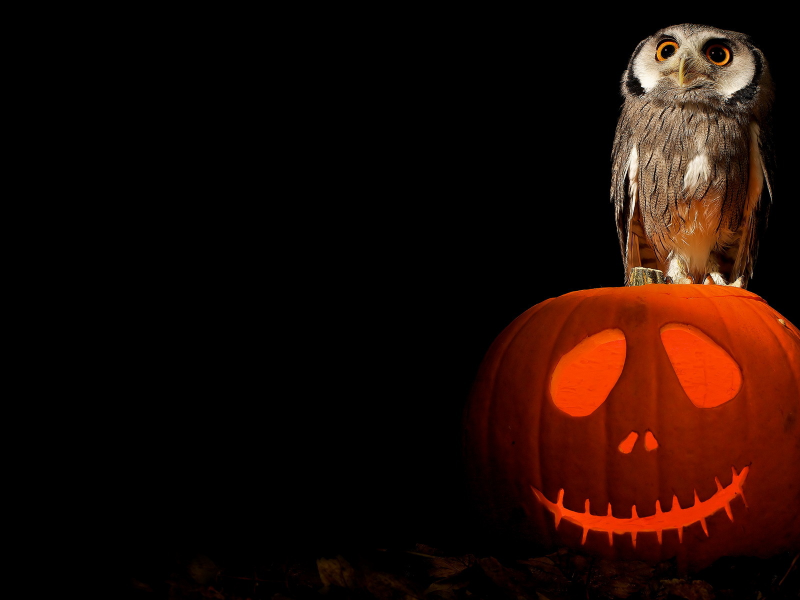 halloween, pumpkin, art, owl