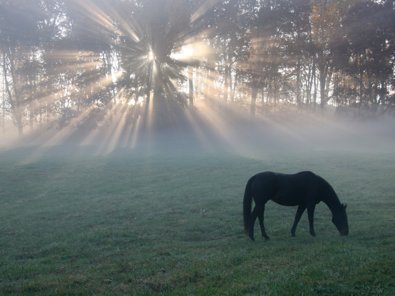 утро, поле, light, конь, horse