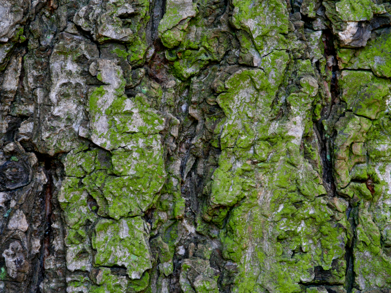 green, bark, pattern, moss