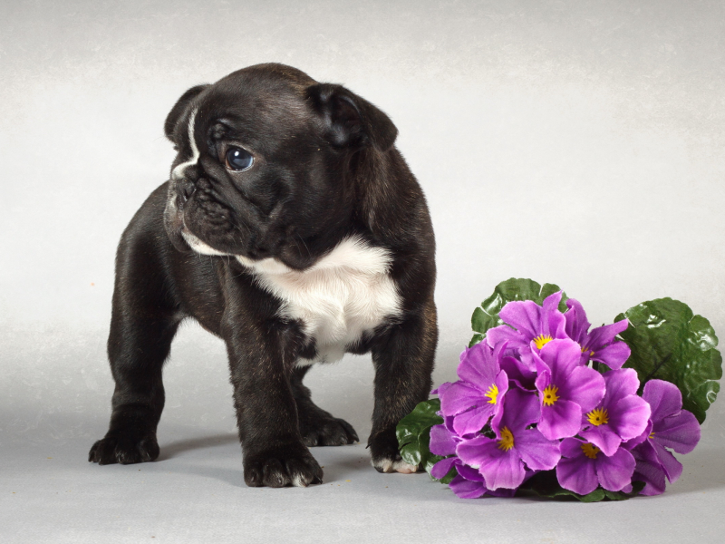 цветы, щенок, собака