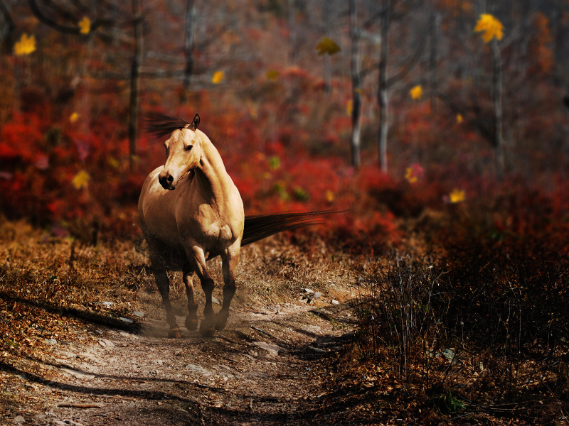 грива, осень, тропа, лошадь, дорога, лес