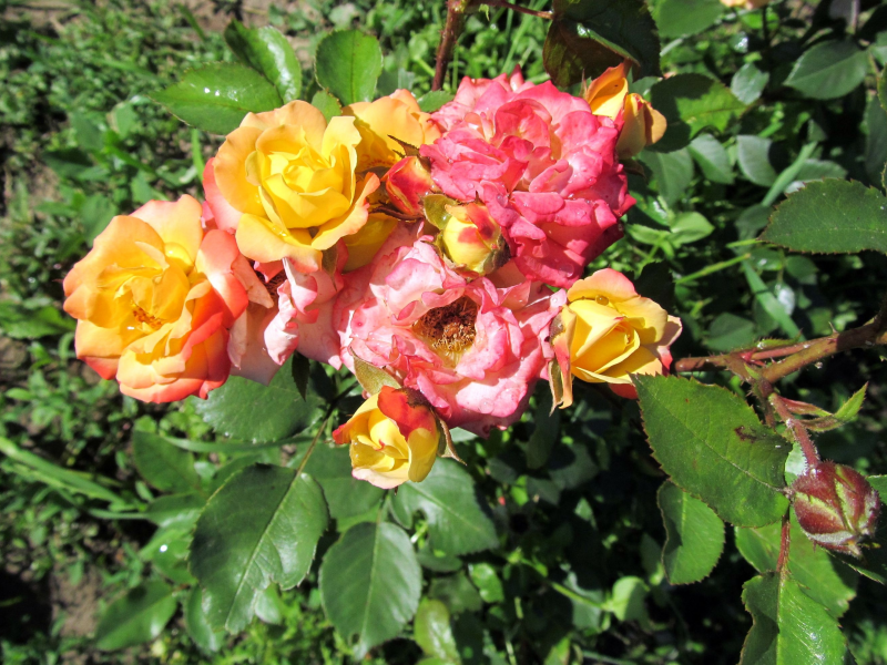 карликовые розы, мой сад
