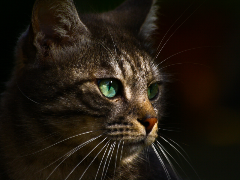 профиль, кот, зеленые, серый, глаза