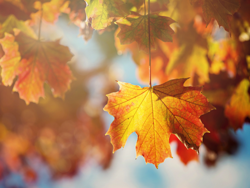 осень, лист, листья, оранжевые, дерево, ветки, клен