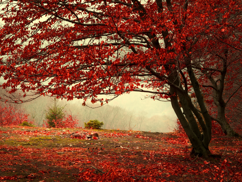 холм, лес, листья, красные, дерево, туман, осень