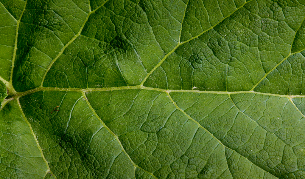 green, leaf, large, pattern