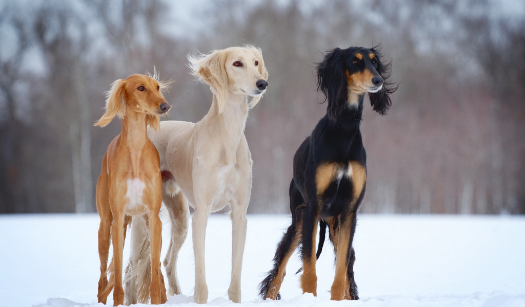 dogs-h, снег, slider, зима, open-air, собаки, салюки
