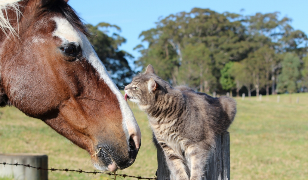 лошадь, кот, конь, кошка, дружба, друзья