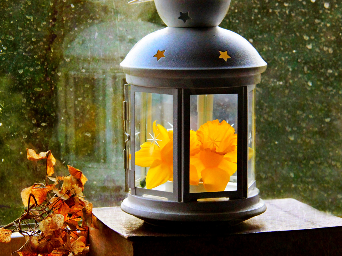 drops, narcissus, autumn, window, leaves, spring, lantern, paper, flower, фонарь
