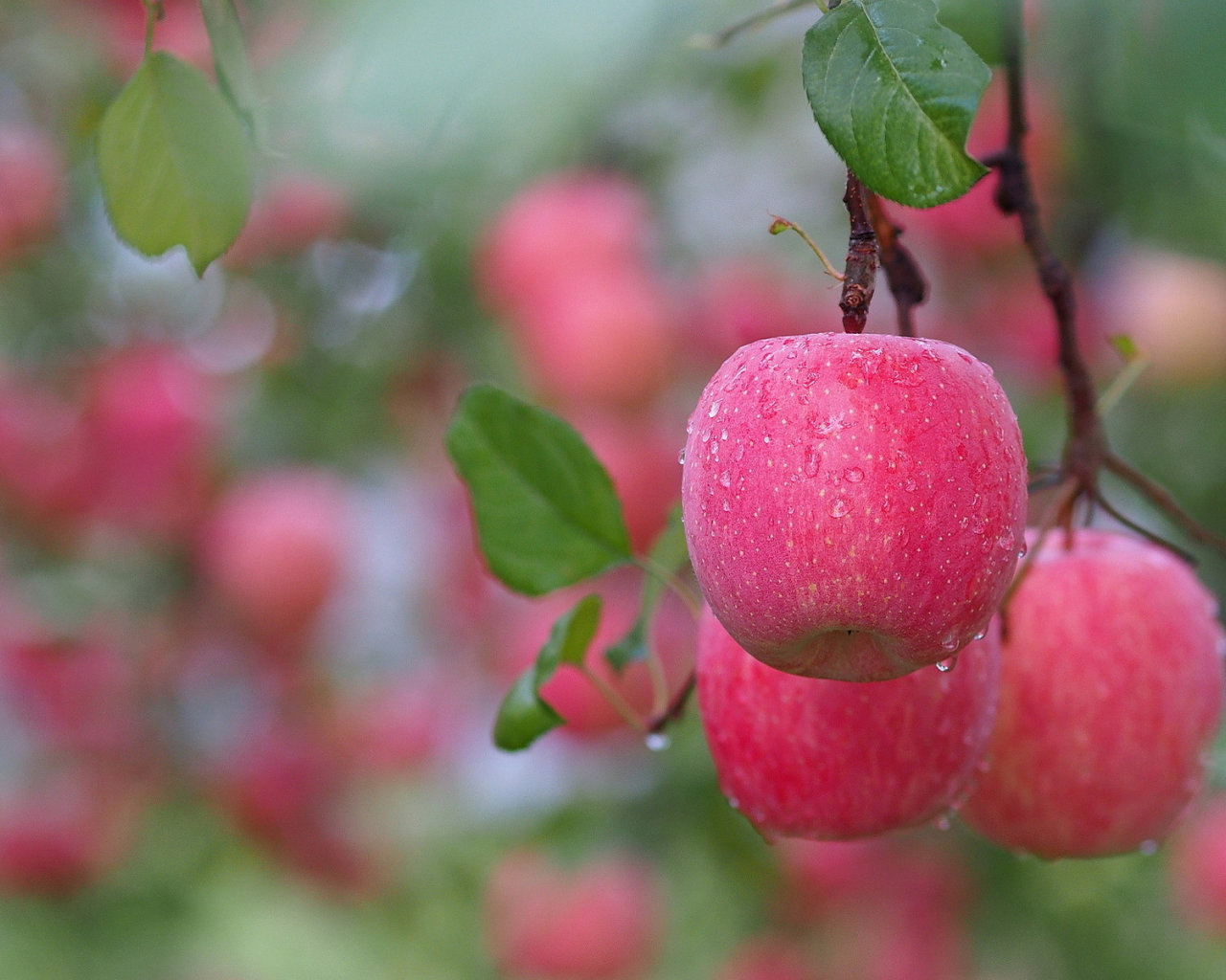 плоды, ветка, капли воды, яблоки, розовые, листья