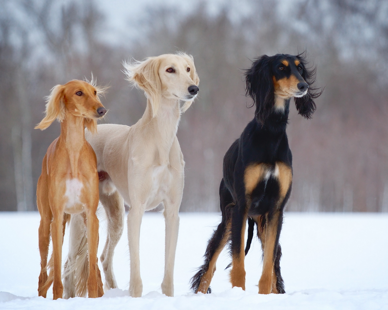 dogs-h, снег, slider, зима, open-air, собаки, салюки