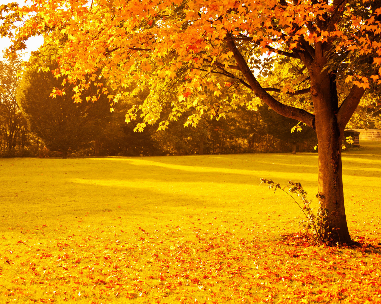 парк, природа, деревья, осень, листва