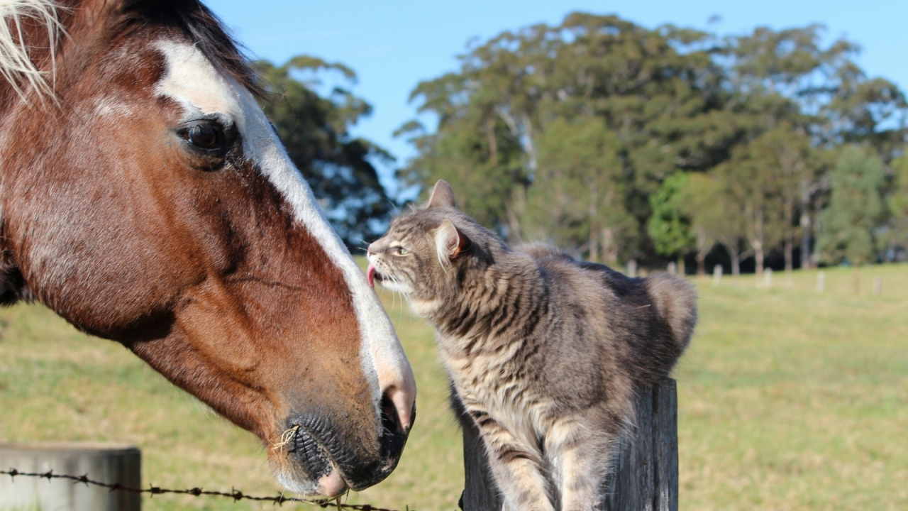 лошадь, кот, конь, кошка, дружба, друзья