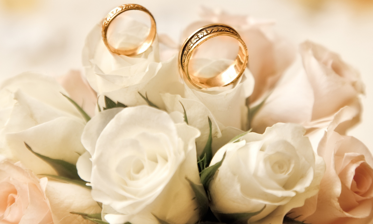 обручальные кольца, бутоны, розы, белые