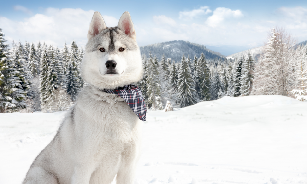 зима, снег, собаки, природа