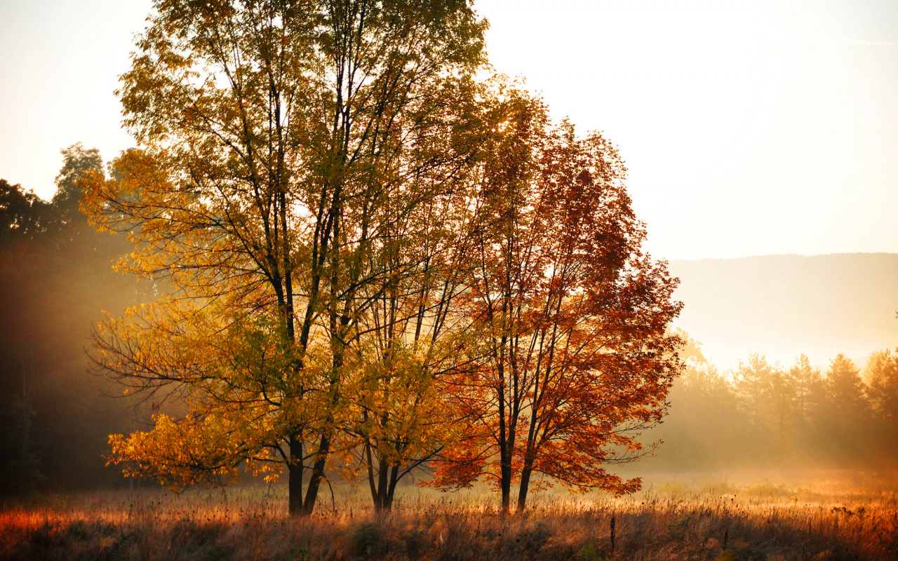 деревья, осень, лес, поле, оранжевые, желтые, листья