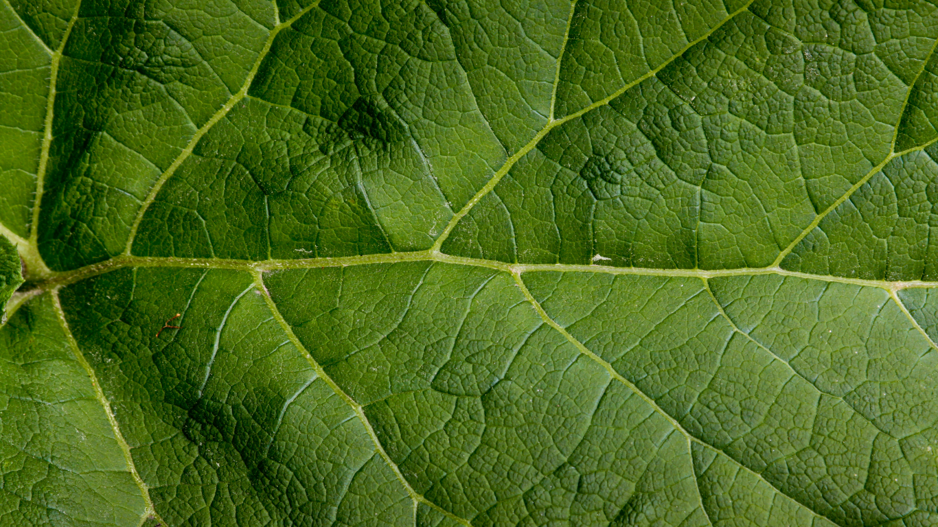 green, leaf, large, pattern