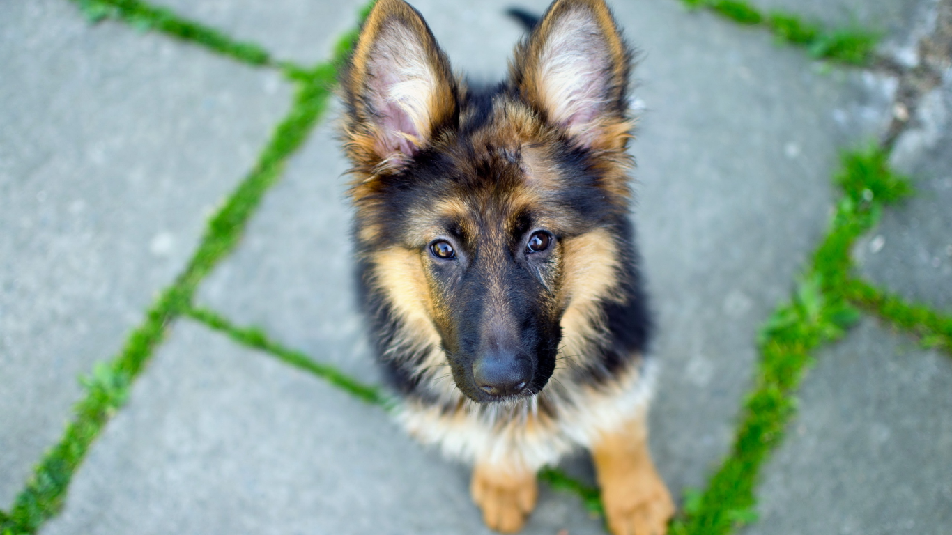 dog, взгляд, german shepherd