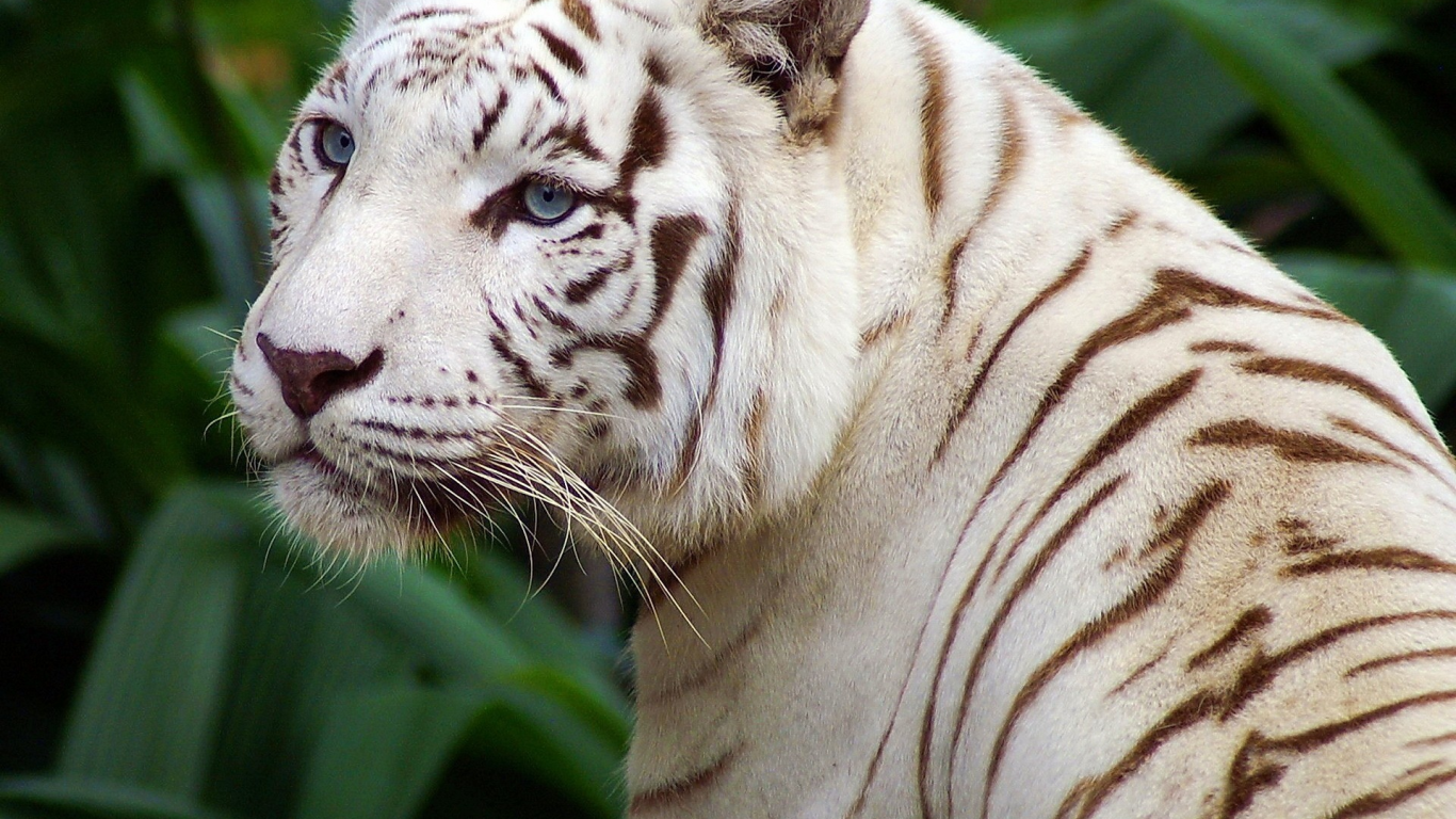 полоски, красивый, белый тигр, глаза